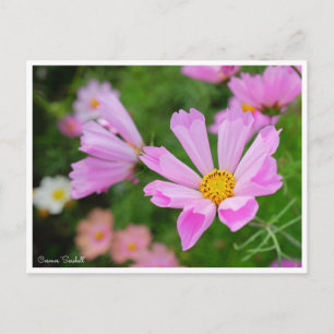 Cosmos [Postcard] Postcard