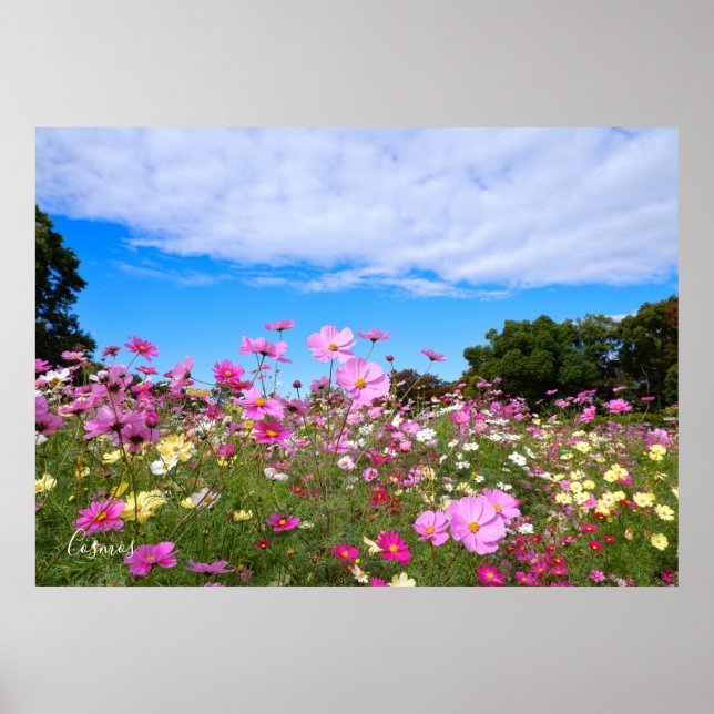 Cosmos [Poster] Poster (Front)