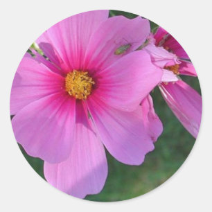 Cosmos Sticker
