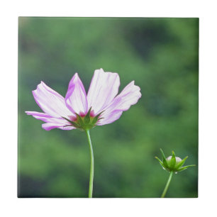 Cosmos Tile