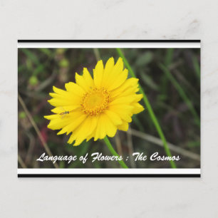 Cosmos with Bee Postcard