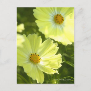 Cosmos "Yellow Campus":Postcard Postcard