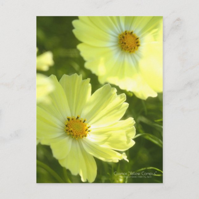 Cosmos "Yellow Campus"：Postcard Postcard (Front)