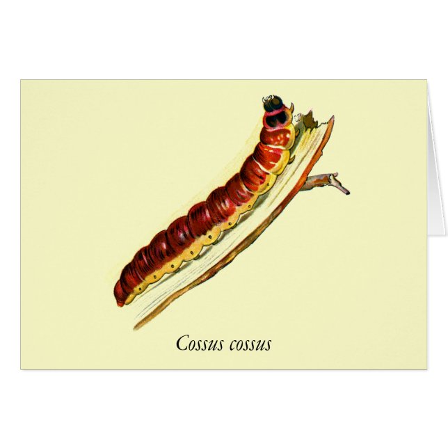 Cossus cossus caterpillar (Front Horizontal)