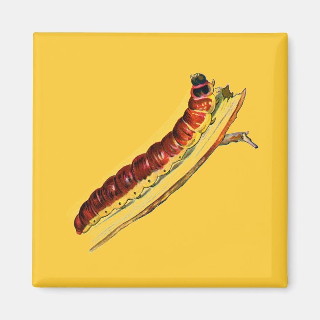 Cossus cossus caterpillar magnet (Front)