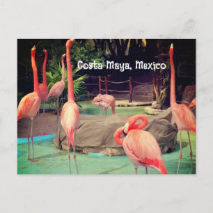 Costa Maya Mexico Postcard