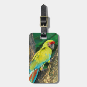Costa Rica, Ara Ambigua, Great Green Macaw. Luggage Tag