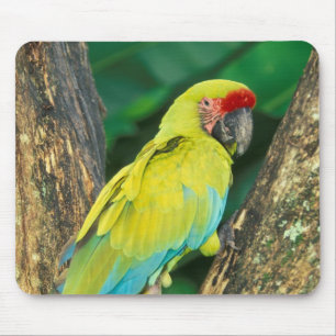 Costa Rica, Ara Ambigua, Great Green Macaw. Mouse Pad