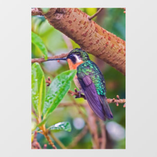 Costa Rica bird - Fiery-throated Hummingbird