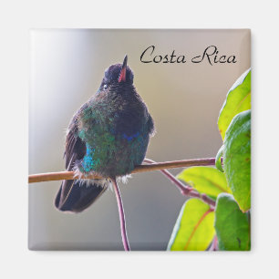 Costa Rica bird - Fiery-throated Hummingbird Magnet