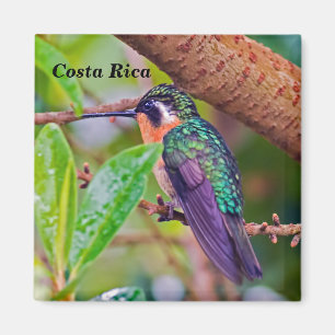 Costa Rica bird - Fiery-throated Hummingbird Magnet