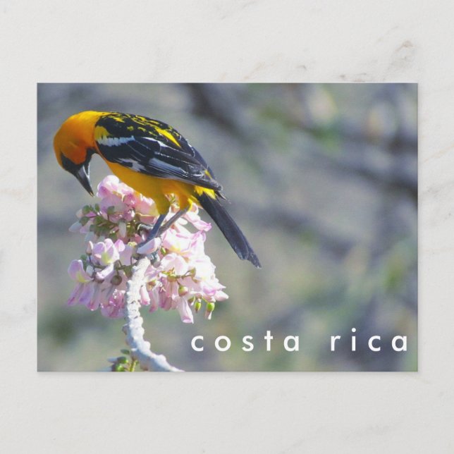 Costa Rica Birding Postcard (Front)
