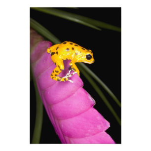 Costa Rica. Close-up of poison dart frog Photo Print