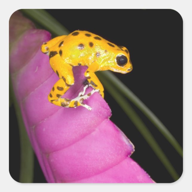 Costa Rica. Close-up of poison dart frog Square Sticker (Front)