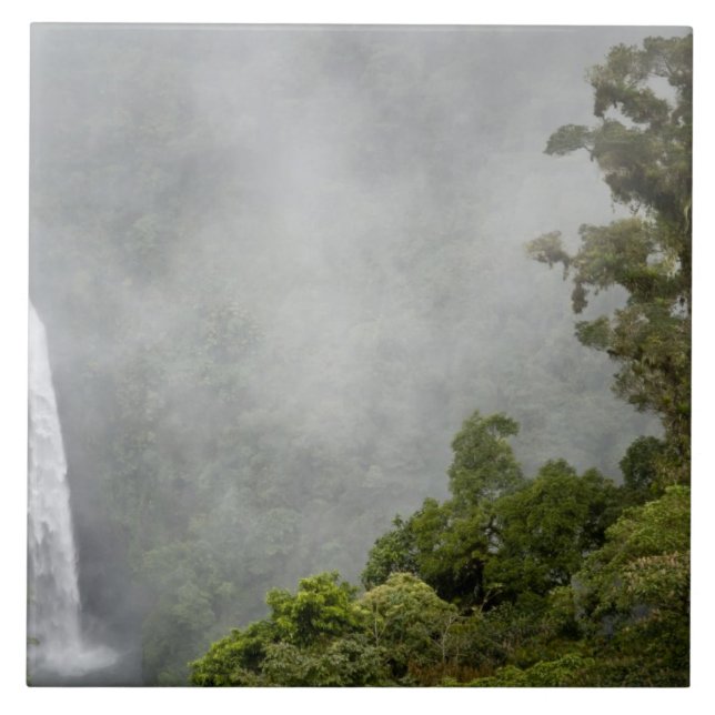 Costa Rica, cloud forest in mountains near La Tile (Front)