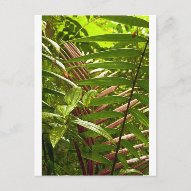 Costa Rica Colour Patterns Postcard (Front)