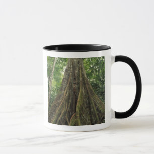 Costa Rica, Corcovado National Park, Buttressed Mug