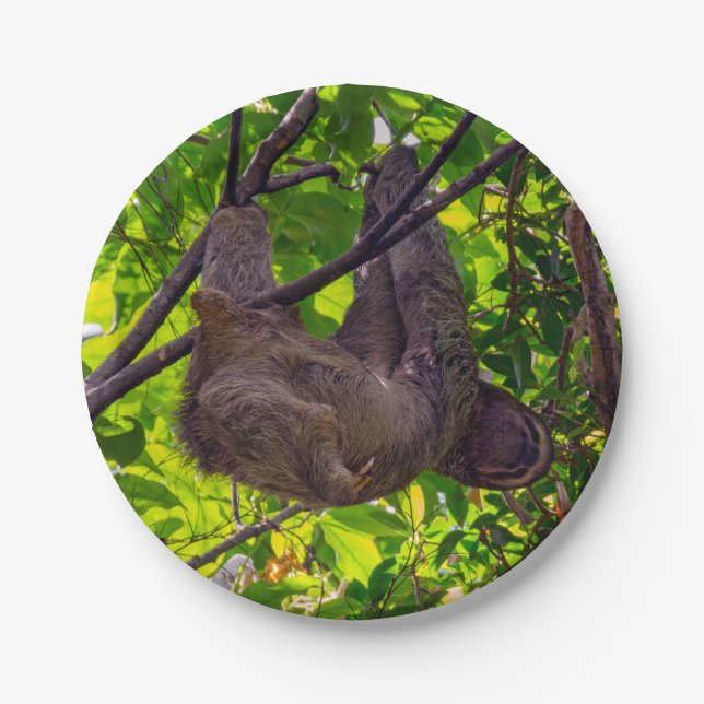 Costa Rica - Happy  Lazy Sloth, Antonio Manuel NP Paper Plate (Front)