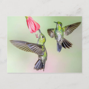 Costa Rica Hummingbird Couple Flying Together Postcard