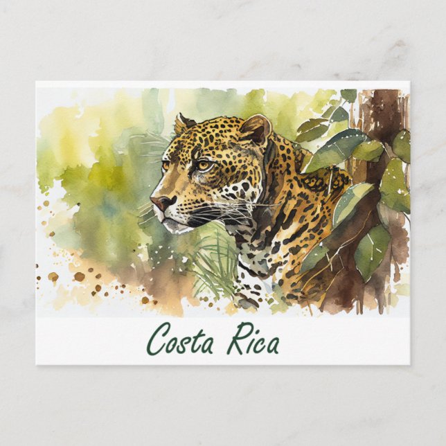 Costa Rica Jaguar Postcard (Front)