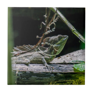 Costa Rica - Male Emerald Basilisk Lizard Tile