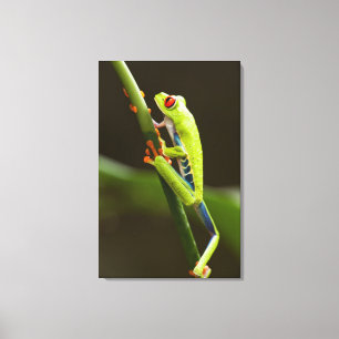 Costa Rica, Monteverde, Red-Eyed Tree Frog Canvas Print