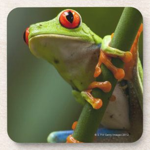 Costa Rica, Monteverde, Red-Eyed Tree Frog Coaster