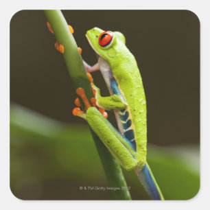 Costa Rica, Monteverde, Red-Eyed Tree Frog Square Sticker