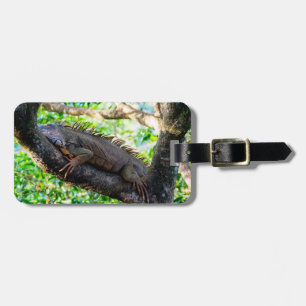 Costa Rica, Muelle - Lazy Iguana resting in a tree Luggage Tag