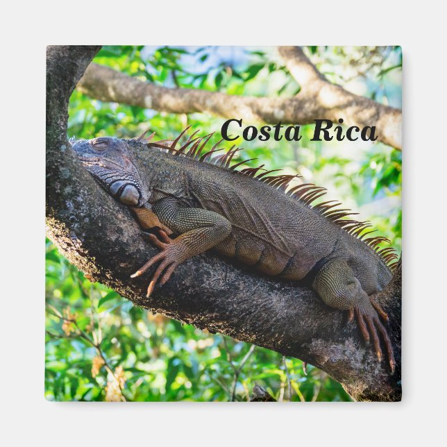 Costa Rica, Muelle - Lazy Iguana resting in a tree Magnet (Front)