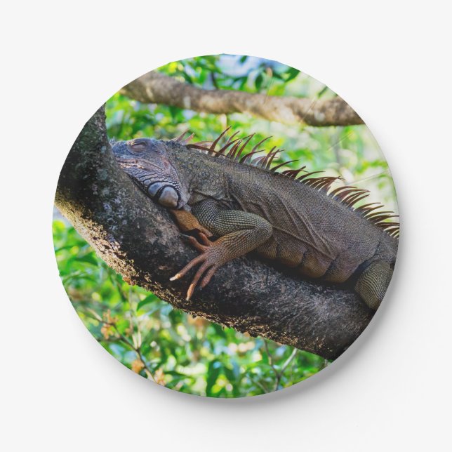 Costa Rica, Muelle - Lazy Iguana resting in a tree Paper Plate (Front)