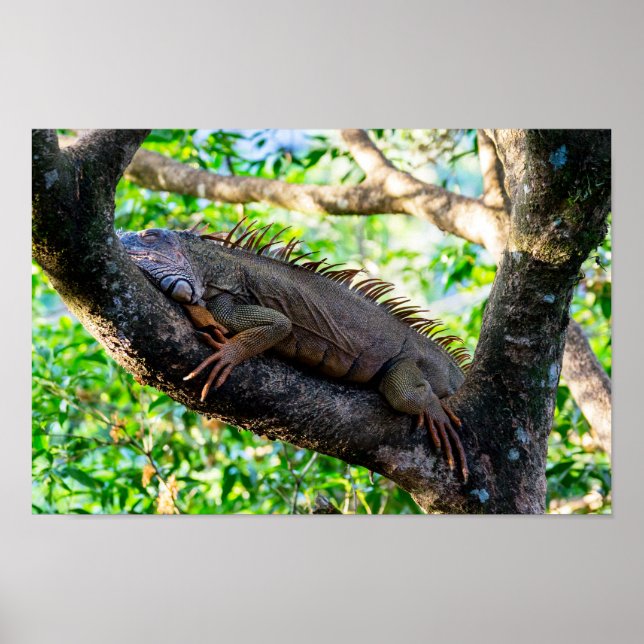 Costa Rica, Muelle - Lazy Iguana resting in a tree Poster (Front)