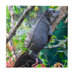 Costa Rica, Muelle - Lazy Iguana resting in a tree Tile