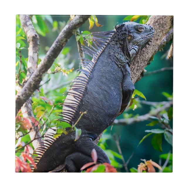 Costa Rica, Muelle - Lazy Iguana resting in a tree Tile (Front)