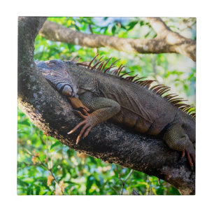 Costa Rica, Muelle - Lazy Iguana resting in a tree Tile