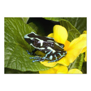 Costa Rica, Osa Peninsula Photo Print