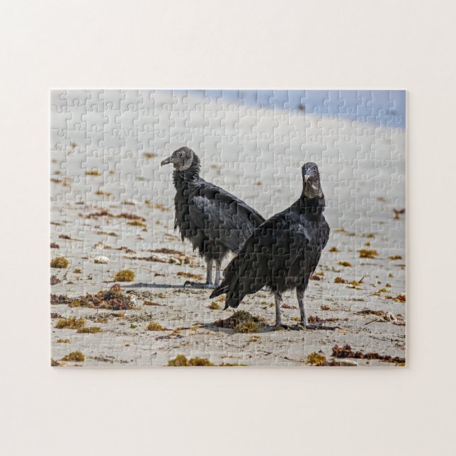 Costa Rica, Punta Cahuita - Black vultures Jigsaw Puzzle (Horizontal)