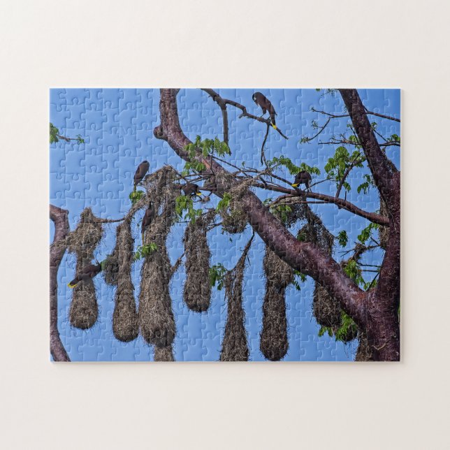 Costa Rica, Punta Cahuita - Psarocolius decumanus Jigsaw Puzzle (Horizontal)