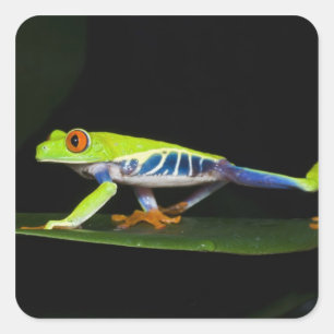 Costa Rica, Red-eyed Tree Frog (Agalychnis Square Sticker
