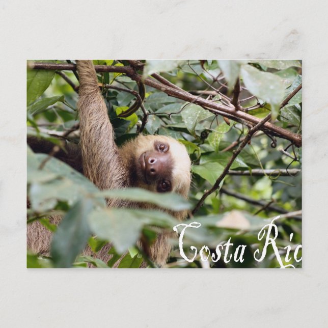 Costa Rica - Sloth Postcard (Front)
