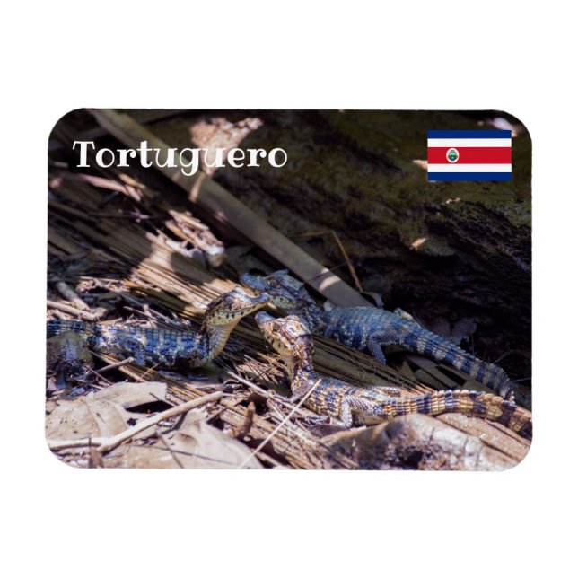 Costa Rica, Tortuguero - Baby crocodiles Magnet (Horizontal)