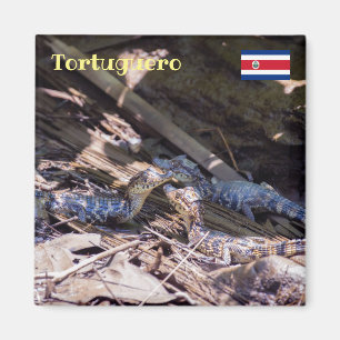 Costa Rica, Tortuguero - Baby crocodiles Magnet