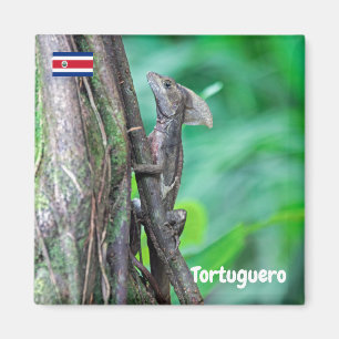 Costa Rica, Tortuguero - Basilisk Lizard Magnet