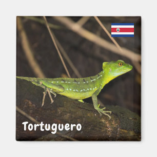 Costa Rica, Tortuguero - Emerald Basilisk Lizard Magnet