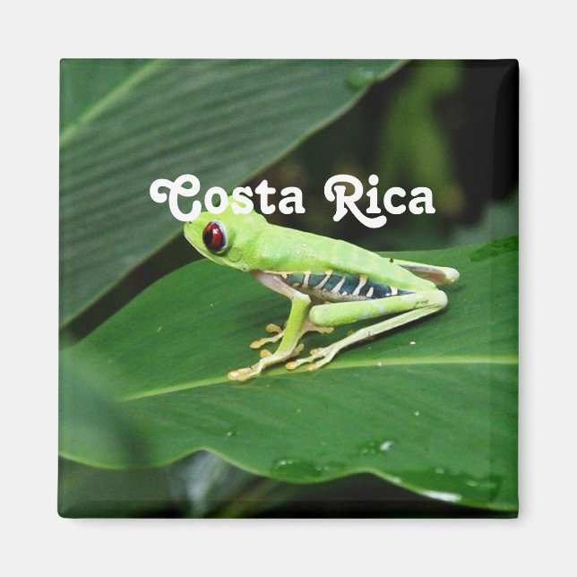 Costa Rica Tree Frog Magnet (Front)