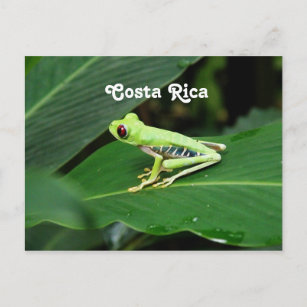 Costa Rica Tree Frog Postcard