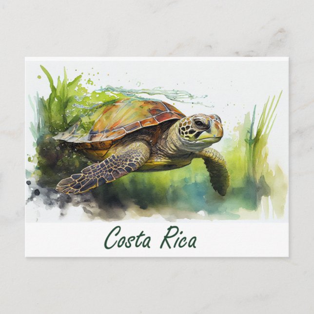 Costa Rica Turtle Postcard (Front)