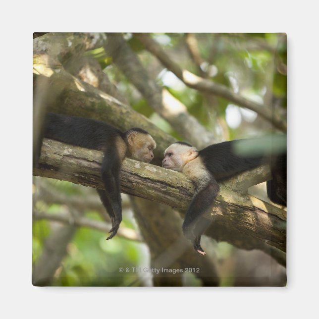 Costa Rica, Two monkeys resting on tree, lying Magnet (Front)
