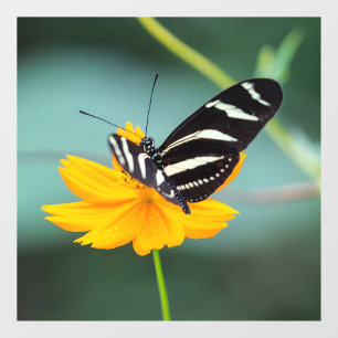 Costa Rica - Zebra Longwing Butterfly
