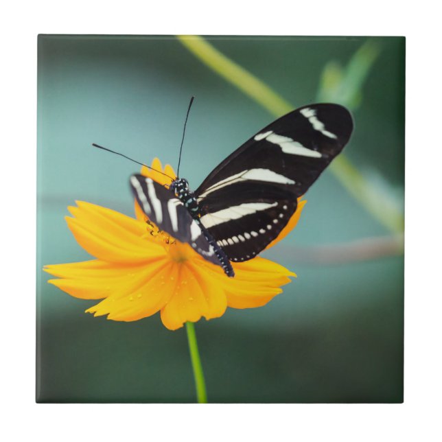 Costa Rica  - Zebra Longwing Butterfly Tile (Front)